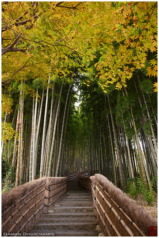 Stairs cutting through bamboo forest in autumn, Adashino Nenbutsu-ji temple, Kyoto, Japan