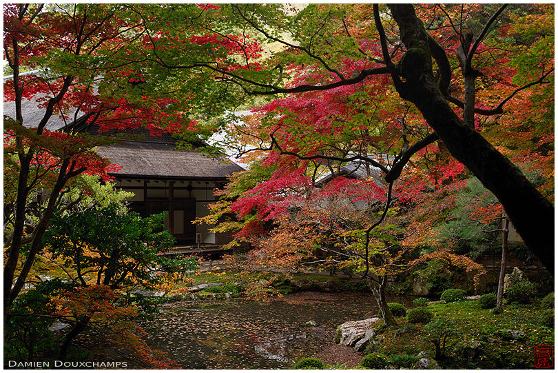 Multi-colored autumn leaves near the pond of Nanzen-in temple, Kyoto, Japan