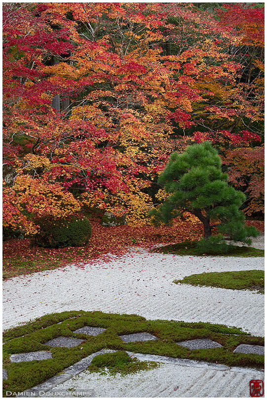 Late autumn colours and fallen leaves on the rock and moss garden of Tenju-an temple, Kyoto, Japan