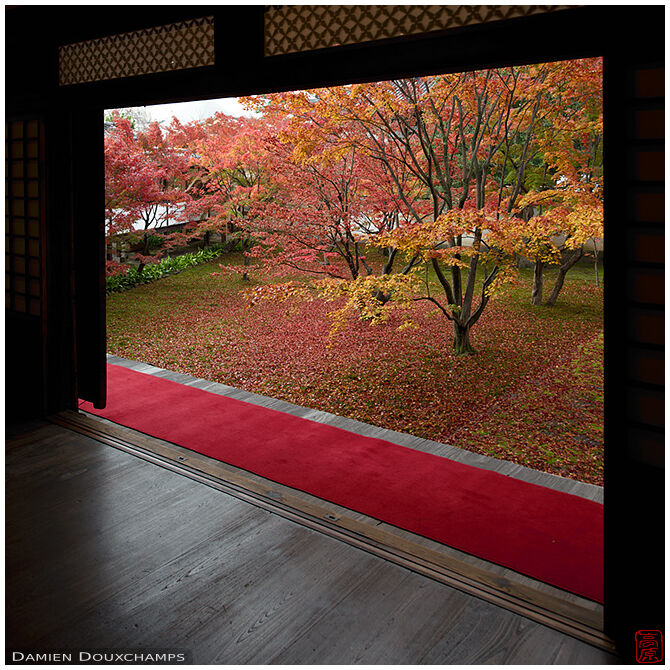 Red carpet and red autumn leaves carpet, Myokaku-ji temple, Kyoto, Japan