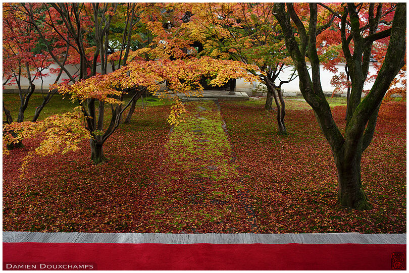 Red carpet and maple garden, Myokaku-ji temple, Kyoto, Japan