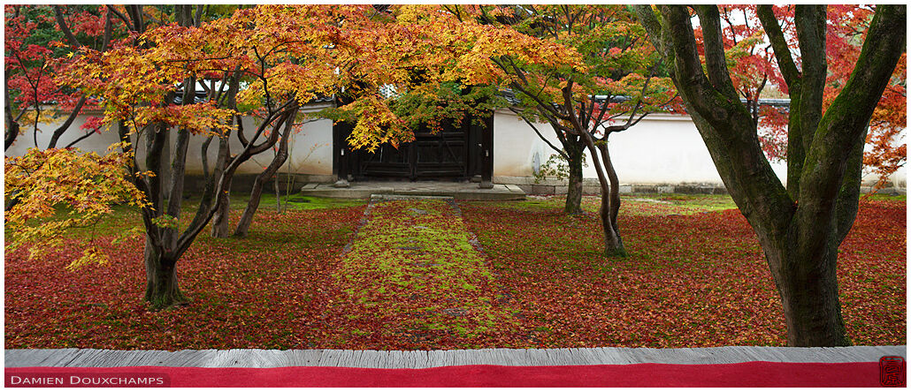 Carpet of fallen red maple leaves on the moss garden of Myokaku-ji temple, Kyoto, Japan