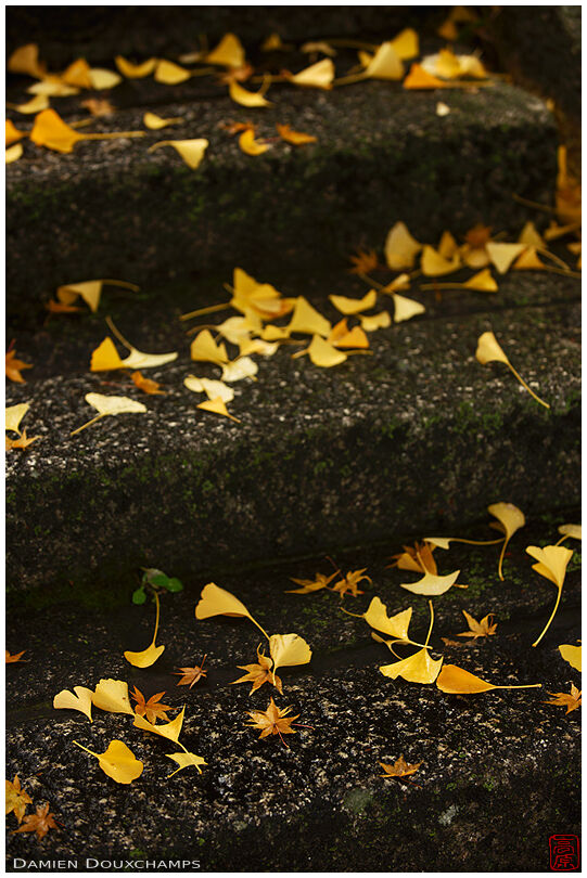 A mix of golden maple and ginkgo leaves on the stairs leading to Shozen-ji temple, Kyoto, Japan