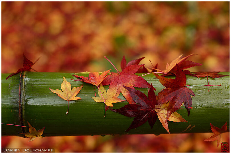 Fallen maple leaves adhering to a bamboo fence on a rainy day in Koetsu-ji temple, Kyoto, Japan