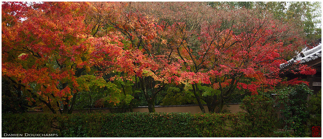 Autumn foliage along the entrance path to Koetsu-ji temple, Kyoto, Japan