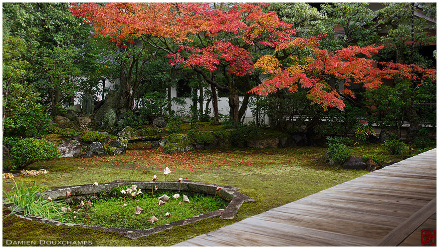 Autumns colours over the moss garden of Honpo-ji temple and its little pond, Kyoto, Japan