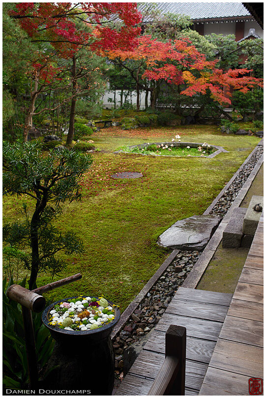 Tsukubai water basin willed with flowers in a corner of Honpo-ji temple garden, Kyoto, Japan