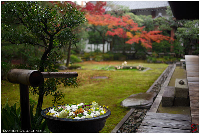 Tsukubai water basin filled with flowers in Honpo-ji temple garden, Kyoto, Japan