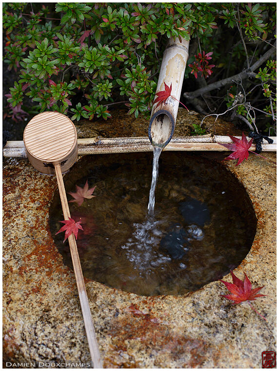 Red maple leaves fallen on tsukubai water basin with ladle, Jonan-gu shrine, Kyoto, Japan