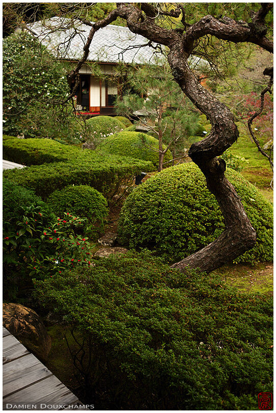 Tortuous pine tree in the garden of Unryu-in temple, Kyoto, Japan