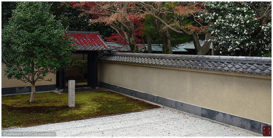 Last autumn leaves and white camellia tree in a corner of Obai-in temple largest rock garden, Kyoto, Japan