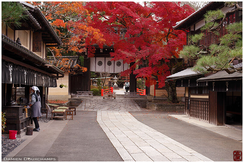 Imamiya shrine main gate hiding behind red autumn foliage, Kyoto, Japan