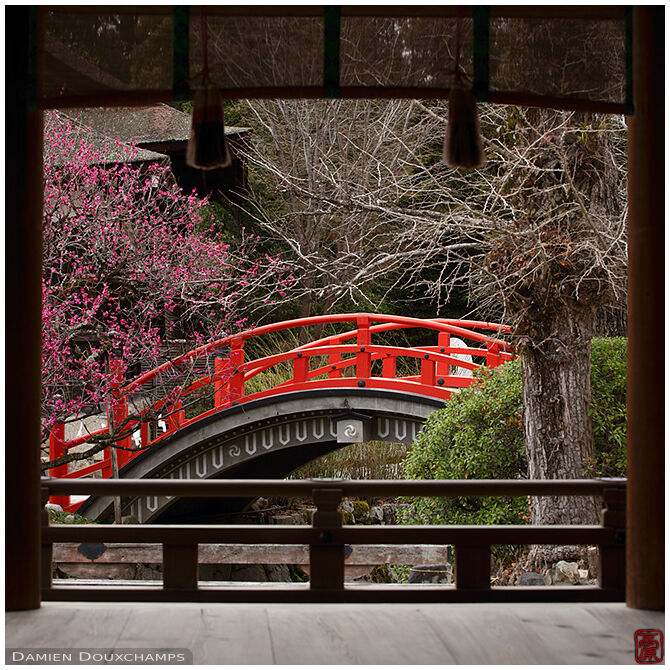 Plum blossoms over arched red bridge, Shimogamo shrine, Kyoto, Japan