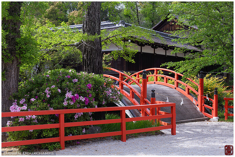 Shimogamo shrine little red bridge during azalea season, Kyoto, Japan