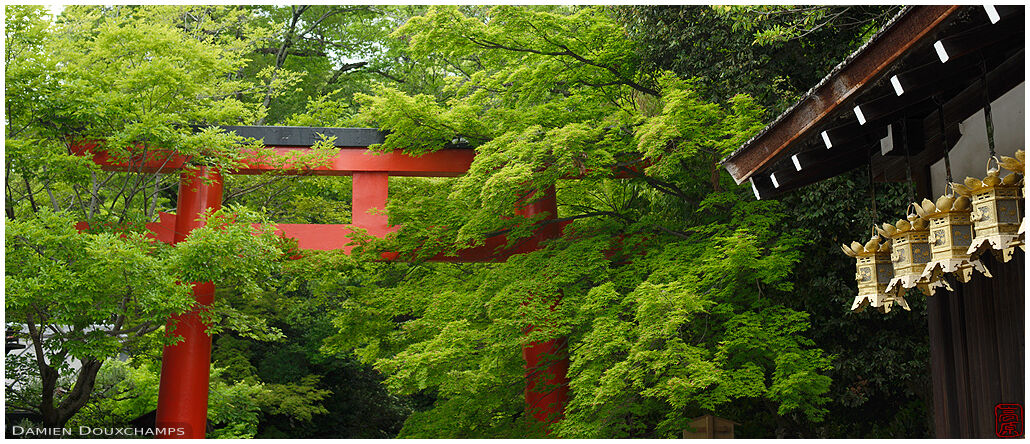 Red torii gate among green maple leaves, Shimogamo-jinja, Kyoto, Japan