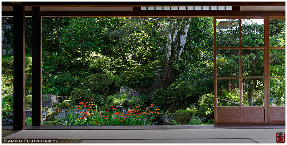 Orange summer flowers in the pond garden of Jikko-in temple, Ohara valley, Kyoto, Japan