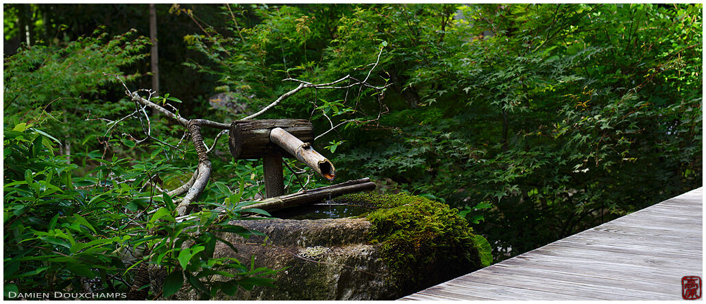 Mossy tsukubai water basin near terrace of Hosen-in temple, Kyoto, Japan