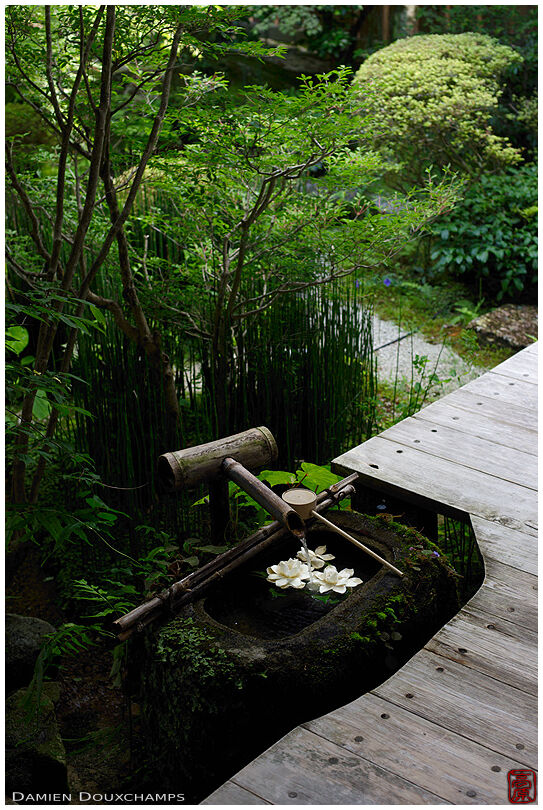 White flowers in tsukubai water basin, Hosen-do temple, Kyoto, Japan
