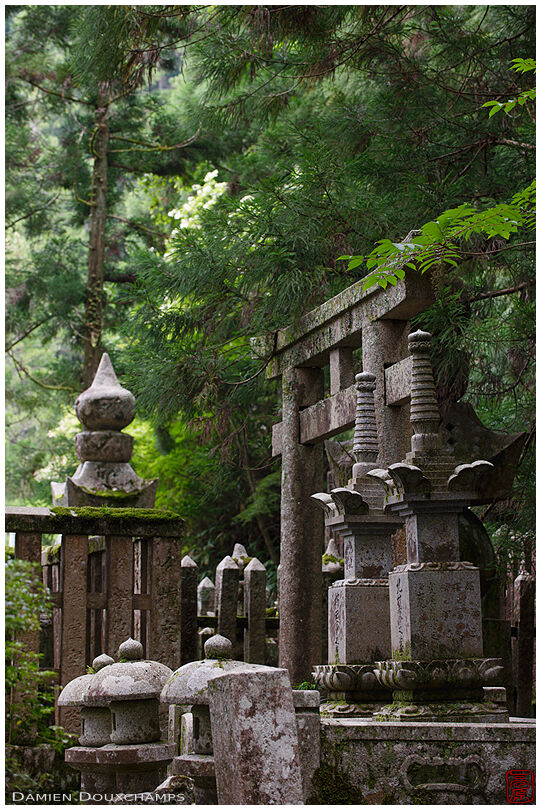 Torii gate and tombstones in forest cemetery, Koyasan, Japan