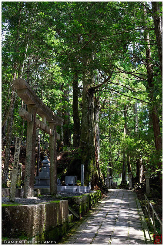 Sunny summer day in the Okunoin forest cemetery of Koya-san, Japan