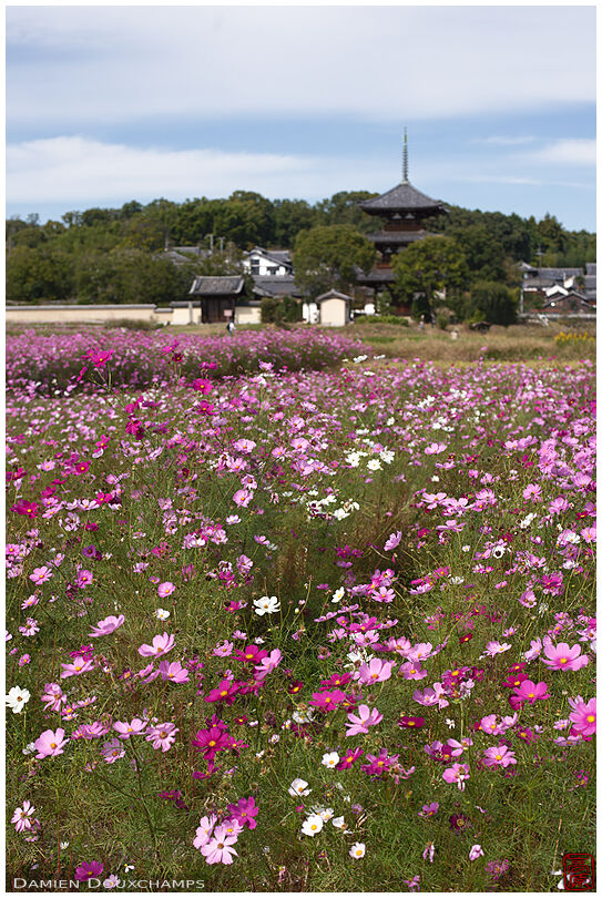 Pagoda watching over a field of cosmo flowers, Nara, Japan