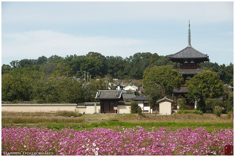 Cosmo flower fields at the foot of Hoki-ji temple's pagoda, Nara, Japan