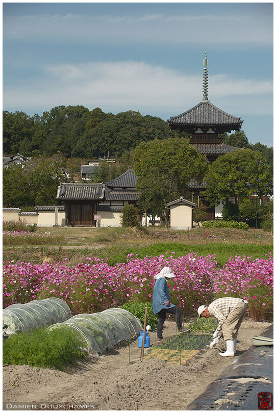 Old couple tending a vegetable plot near a cosmos flower field at the foot of Hoki-ji temple pagoda, Nara, Japan