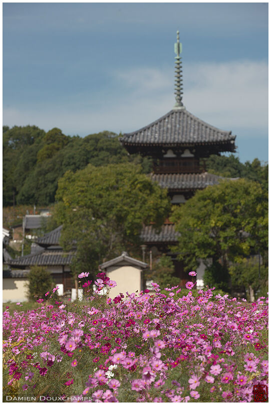 Hoki-ji temple pagoda overlooking fields of cosmo flowers, Nara, Japan