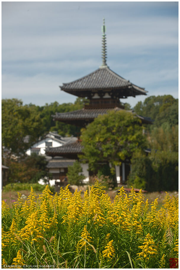 Yellow flowers in a field around Hoki-ji temple, Nara, Japan