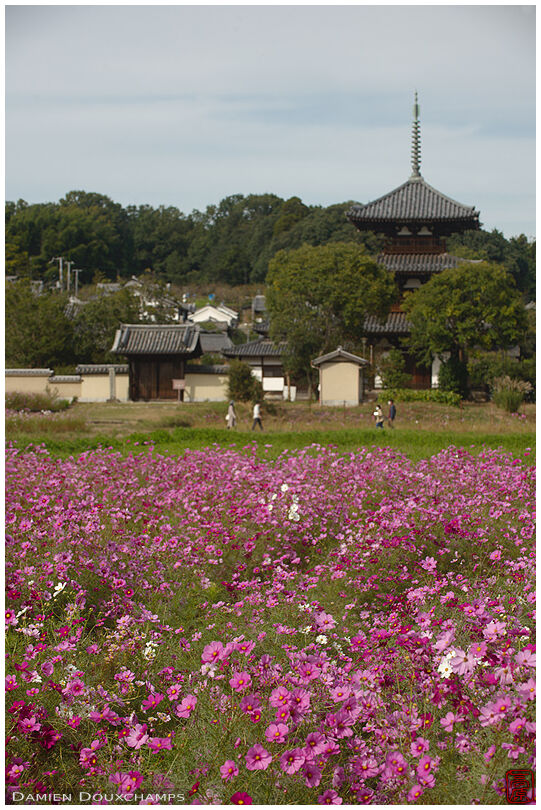 Field of cosmos flowers near Hoki-ji temple pagoda, Nara, Japan