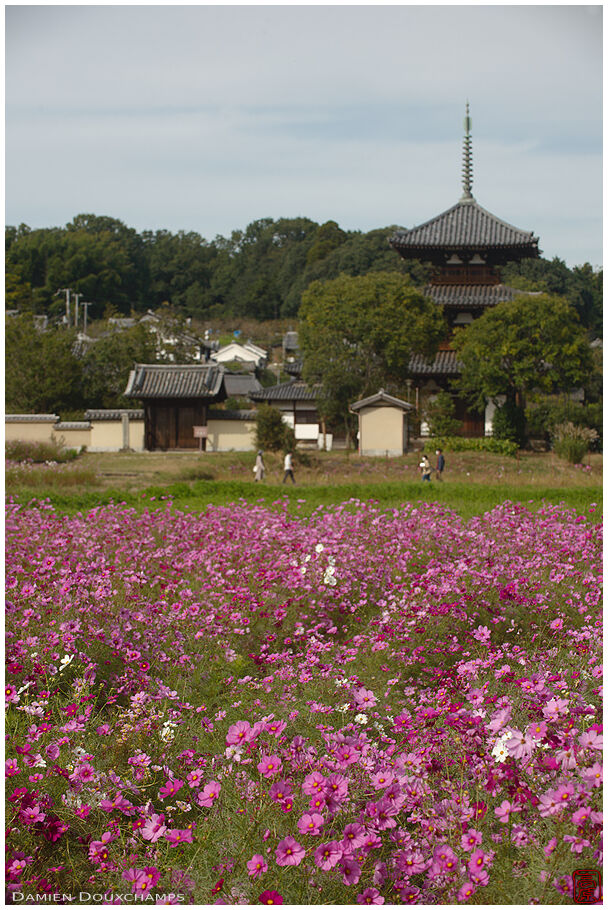 Field of cosmos flowers near Hoki-ji temple pagoda, Nara, Japan