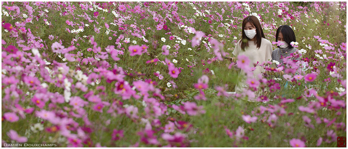 Two women walking among cosmo flowers, Hannya-ji, Nara, Japan