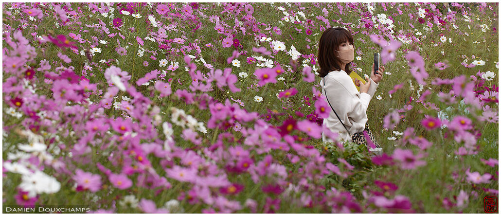 Woman with cellphone lost in field of cosmos flowers, Hannya-ji temple, Nara, Japan