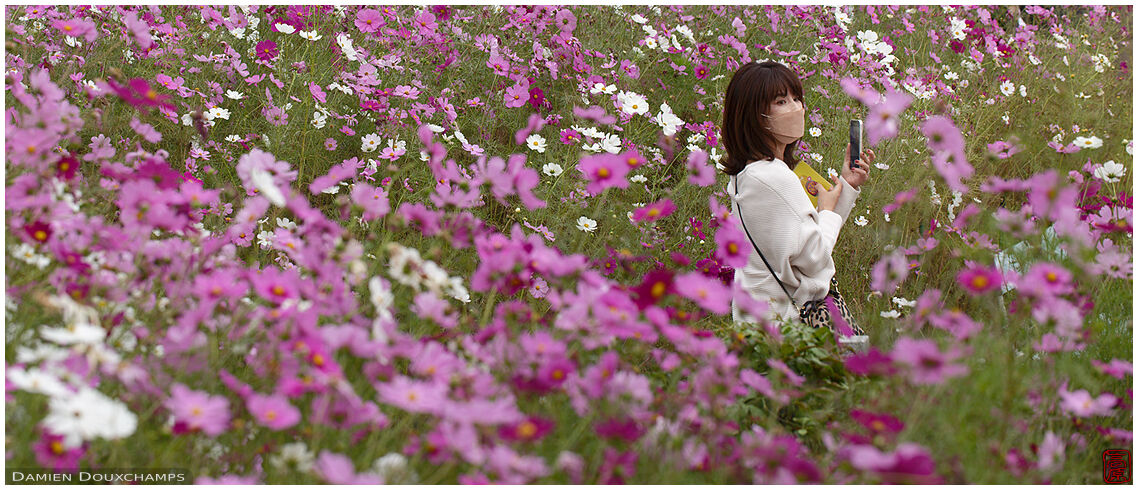 Woman with cellphone lost in field of cosmos flowers, Hannya-ji temple, Nara, Japan