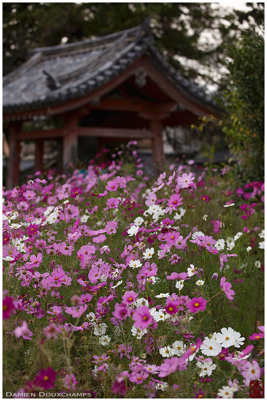 Cosmo flowers in Hannya-ji temple, Nara, Japan