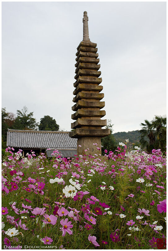 Tall stone pagoda emerging from a field of cosmo flowers, Hannya-ji temple, Nara, Japan