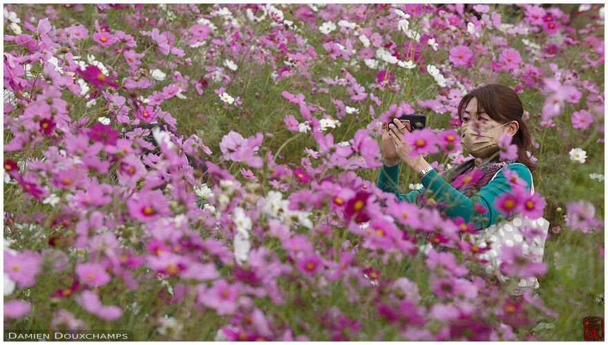 Woman taking photographs in a field of cosmo flowers, Nara, Japan