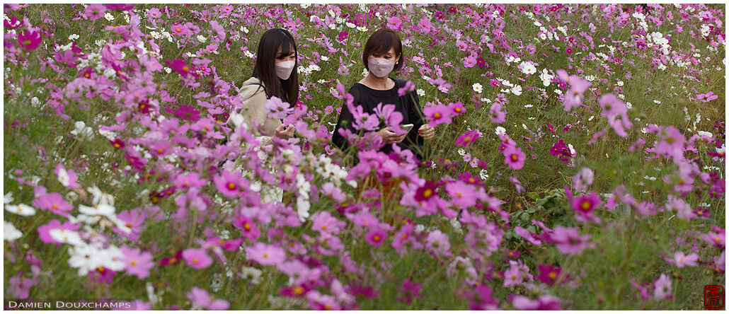 Two ladies lost in a field of cosmo flowers, Hannya-ji temple, Nara, Japan
