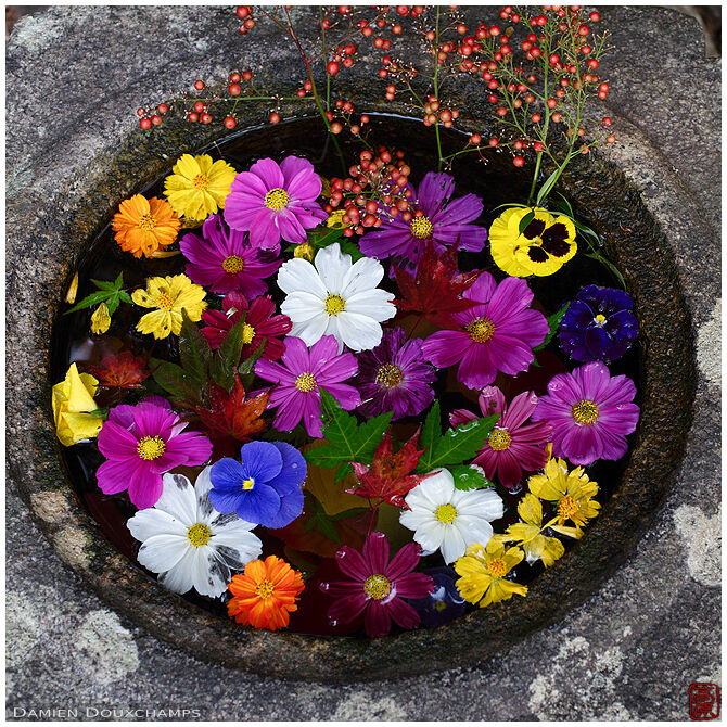 A collection of flowers filling the water basin at the entrance of Sanmyō-in temple, Kyoto, Japan