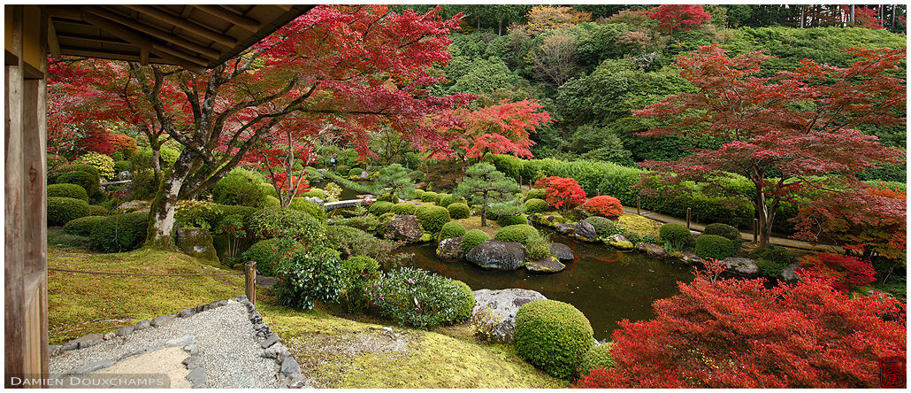 Red bushes and maple in autumn around the pond of Mimuroto-ji temple, Kyoto, Japan