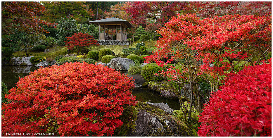 Intense red bushes and little pavilion around the pond of Mimuroto-ji temple, Kyoto, Japan