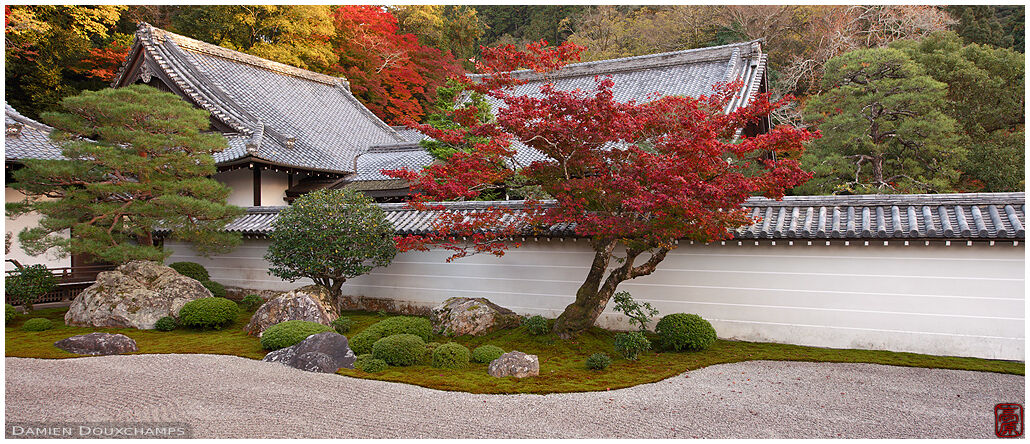 Red maple tree in perfect zen garden, Nanzen-ji temple, Kyoto, Japan