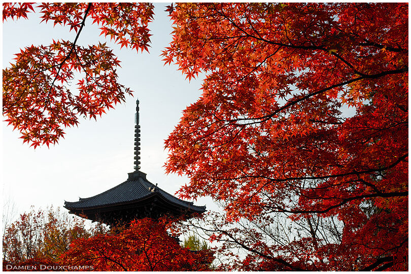 Pagoda lost in red autumn foliage, Shinyo-do temple, Kyoto, Japan