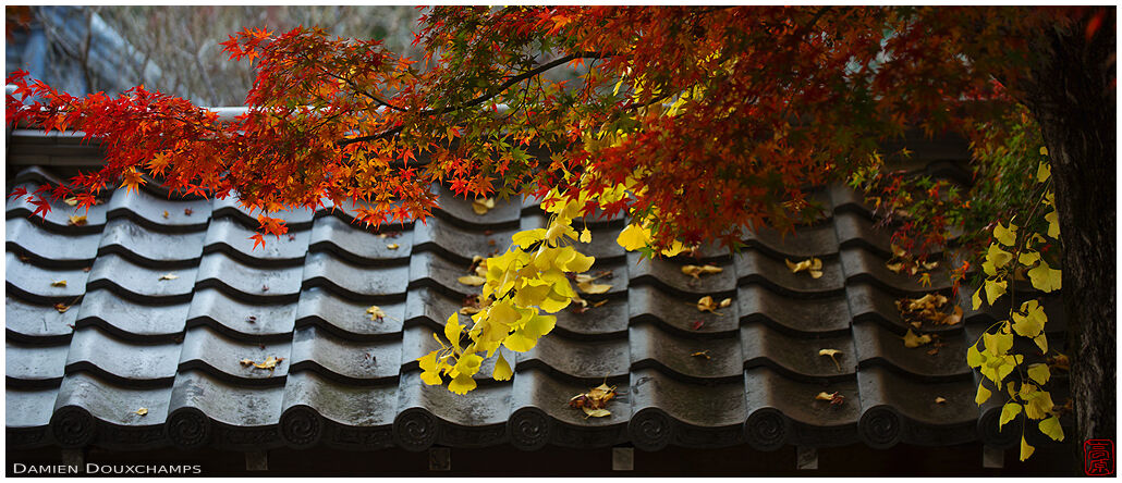Red maple and yellow gingko leaves over a roof in Saiun-in temple, Kyoto, Japan