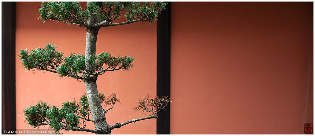 Pine tree and ochre earthen wall, Shodensanso, Kyoto, Japan