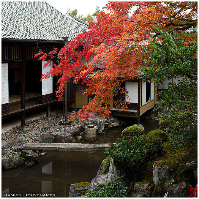 Red maple tree covering the inner tea garden of Sanpo-in temple, Kyoto, Japan