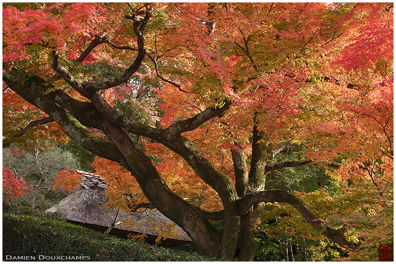 Large maple tree near the thatched roofed gate of Anraku-ji temple, Kyoto, Japan