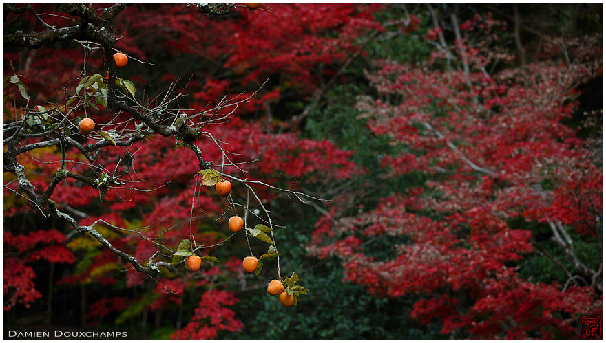 Last persimmons and autumn colours, Shisen-do temple, Kyoto, Japan