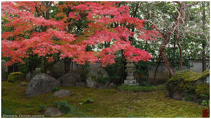 Moss garden with autumn colours, Daruma-dera, Kyoto, Japan