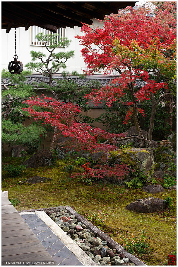 Red maple in Daruma-dera garden, Kyoto, Japan